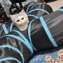 member face