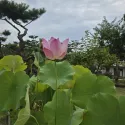 member face