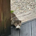 member face