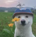 member face