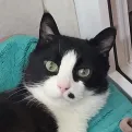 member face