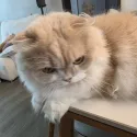 member face