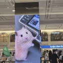 member face