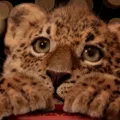 member face