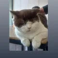 member face