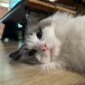 member face