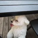 member face