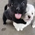 member face