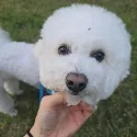 member face