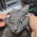 member face
