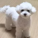 member face