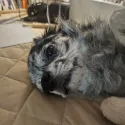 member face