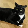 member face