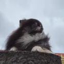 member face