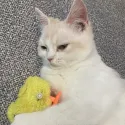 member face