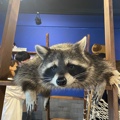 member face