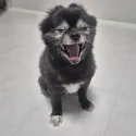 member face