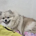 member face