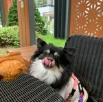member face