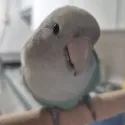 member face