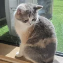 member face