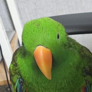 member face