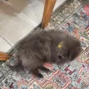member face
