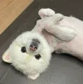 member face