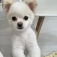 member face