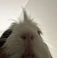 member face