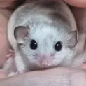 member face