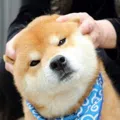 member face