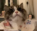 member face
