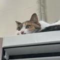member face