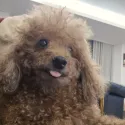 member face