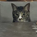 member face