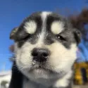 member face