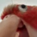 member face