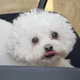 member face