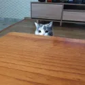 member face