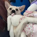 member face