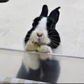member face