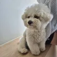 member face