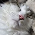 member face