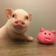 member face