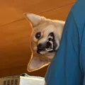 member face