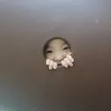 member face