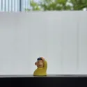 member face