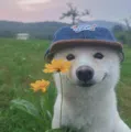 member face