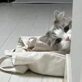 member face